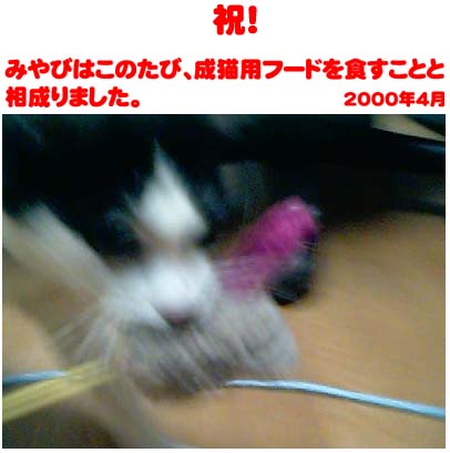 大人なイメージ